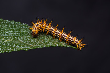 Yellow coster (Acraea issoria) caterpillar