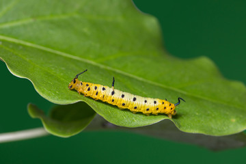 Intermediate Maplet (Chersonesia intermedia) caterpillar