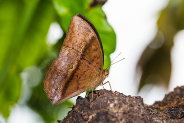 Common Duffer (Discophora sondaica) butterfly