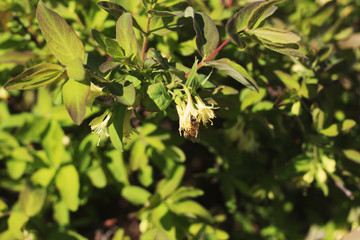 Flowering branch of honeysuckle with a bee on a flower.