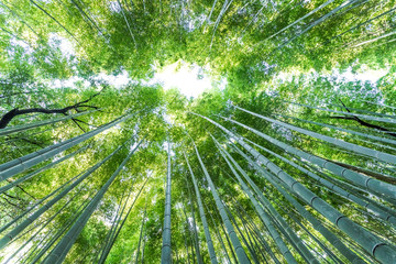 Kyotos famous bamboo forest