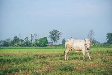 Common Asian cow in the field