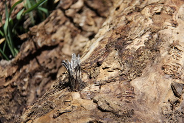 old gnarled wood texture