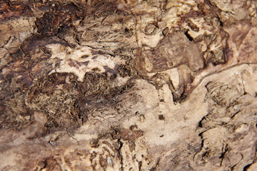 old gnarled wood texture