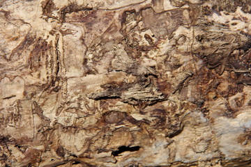old gnarled wood texture