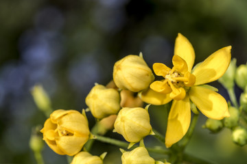 Yellow little flower