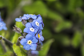 Myosotis flower