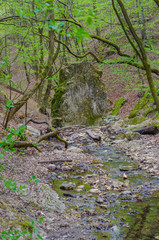 Forest and river in a picturesque gorge in the spring