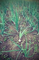 wide cultivated field of onions plants with lomo effect