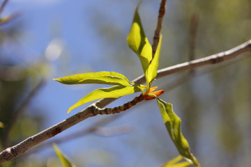 sunlit budding spring leaves 