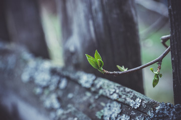 Branches with new leaves in the garden. Selective focus. Toned image.