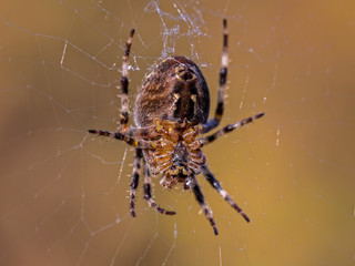 Closeup of the Underbody of a Garden Spider in a Web with Blurry Legs and Web