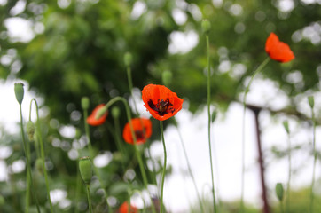 Red poppies in the summer garden.