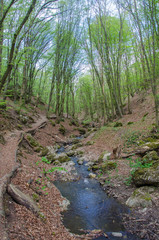 Forest and river in a picturesque gorge in the spring
