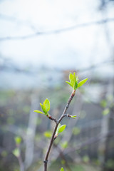Branches with new leaves in the garden. Selective focus.