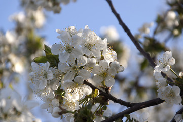Apple Flowers