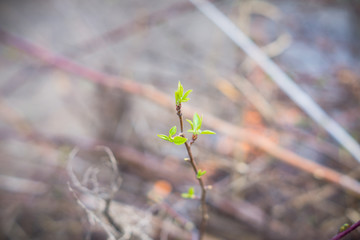 Branches with new green leaves burn in fire. Selective focus.