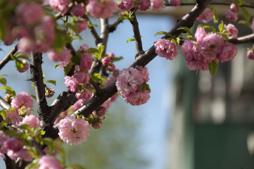 Sakura Flowers