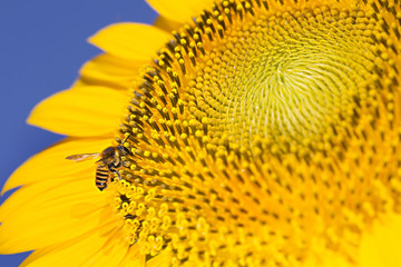 Sunflower and Bee