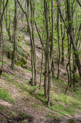 Forest and river in a picturesque gorge in the spring