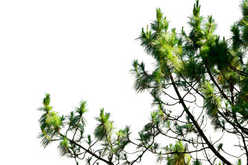 Branches and leaves of the pines on white background