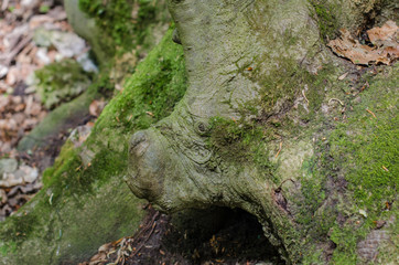 Forest and river in a picturesque gorge in the spring
