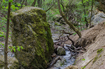Forest and river in a picturesque gorge in the spring