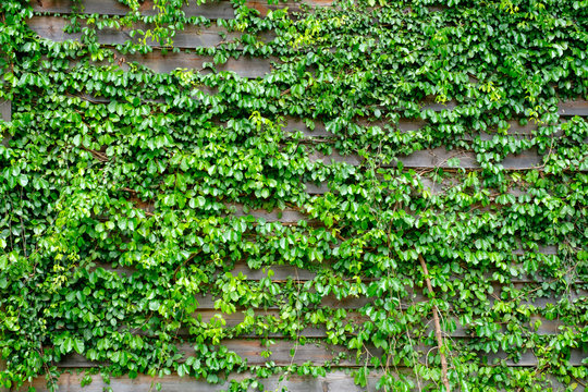 green ivy on wood background