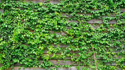 Search photos ivy vine wall