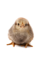 Cute little chicken isolated on white background