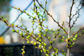 Green young leaves of barberry bush. Selective focus.