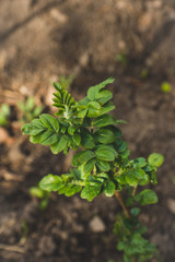 Young dogrose bush in un the garden. Selective focus.