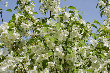 цветущая яблоня весной