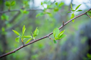 Branches with new leaves in the garden. Selective focus.