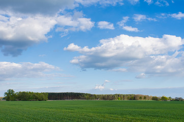 Fototapeta premium faraway forest behind a field of green grass under a beautiful cloudy sky on a sunny spring day