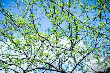 Branches with new leaves in the garden. Selective focus.