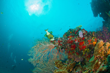 Wonderful and beautiful underwater world with corals, fish, scuba diver and sunlight