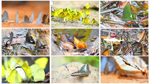 Montage images : Butterflies in the tropical forests of Thailand. 