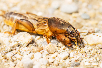 Walking fen cricket