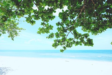 Summer tropical background 