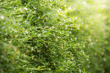little white flower blooming with flair sun light may be used as background