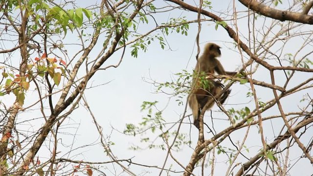 Indian gray langur monkey climbing on a wild berry tree in forest in Goa, India. Also known as hanuman langur and belongs to Semnopithecus Entellus species.