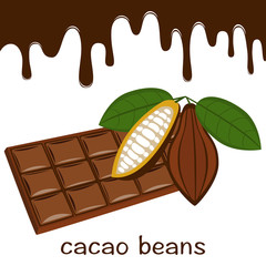 Vector cocoa beans with chocolate bar.