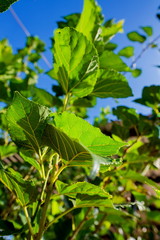 Obraz premium mulberry leaf in garden