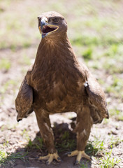 Portrait of an eagle in a park