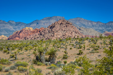 Fototapeta na wymiar Red Rock Canyon National Conservation Area, Nevada