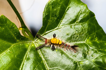 Brown Tussock Moth Olene mendosa