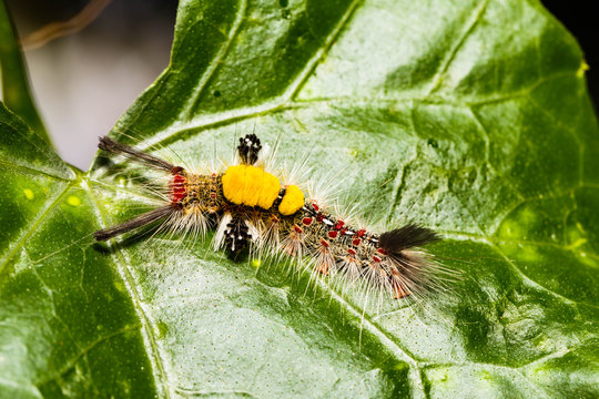 Brown Tussock Moth Olene mendosa