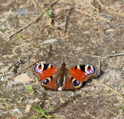 ein Tagpfauenauge auf der Strasse