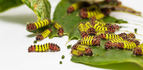 Chalcosiine Day-Flying Moth caterpillars (Cyclosia panthona)  on their host plant leaf